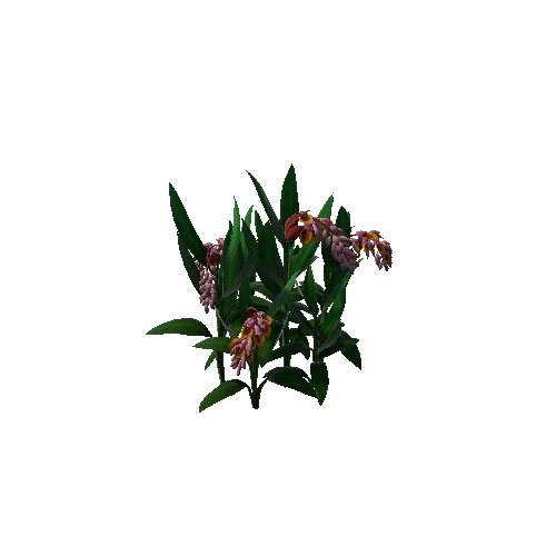 Flower_Alpinia zerumbet1 2